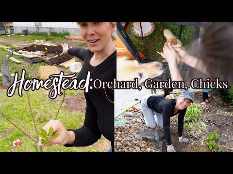 FULL HOMESTEAD UPDATE