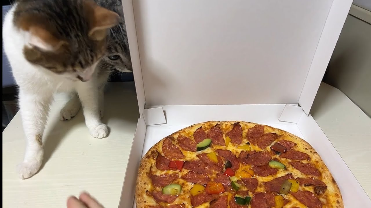 【ナポリの窯ヒカル氏】デリバリーピザに猫達が大興奮【やみつきミラノサラミピザ】