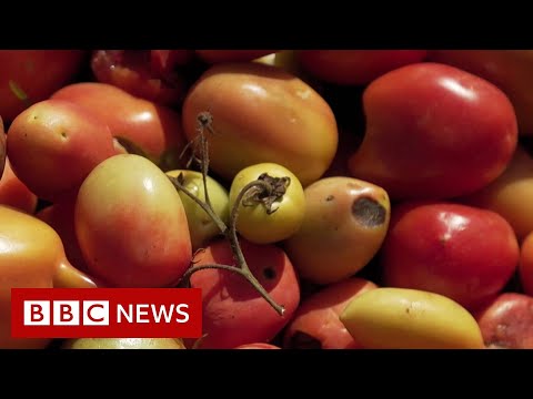 , title : 'Apa hubungan tomat dengan perubahan iklim? - Berita BBC'