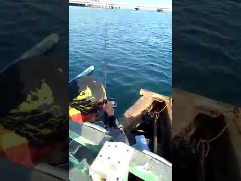 Mancing di Pelabuhan Probolinggo, sembilangnya monster².