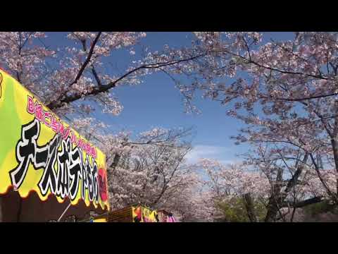 Tadamoto Park SAKURA in Kagoshima