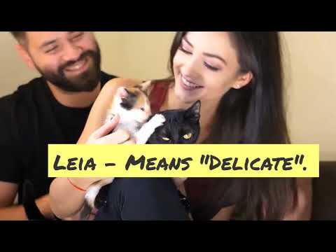 Huge List of Majestic Female Cat Names to Help You Name Your Cat