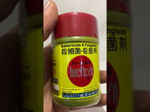 SIKAT Bakteri dan Jamur Penyebab Layu dan Busuk 🦠️🍄😵 BACTOCYN 150 AL, Tokcerr🤙🤙🌾🌶