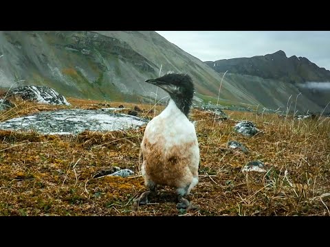 , title : 'Tiny Guillemot Chick's Death-Defying First Flight | BBC Earth