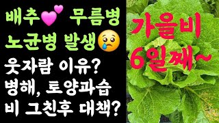 배추 폭망직전???? 무름병, 노균병 발생???? 웃자람 이유? 병해, 토양과습???? 비 그친후  대책은?