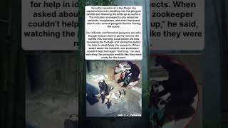 🏄‍♂️😂 Surf’s Up, Little Penguins! San Diego Zoo’s Funniest Break-In Yet #status