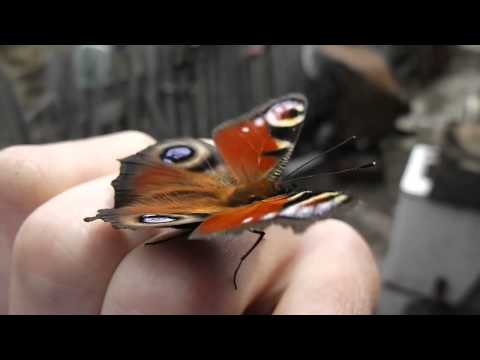 Beautiful butterfly. The sound of the wings. Peacock. Inachis io. Aglais io.