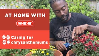 Caring for chrysanthemums | At Home with H-E-B