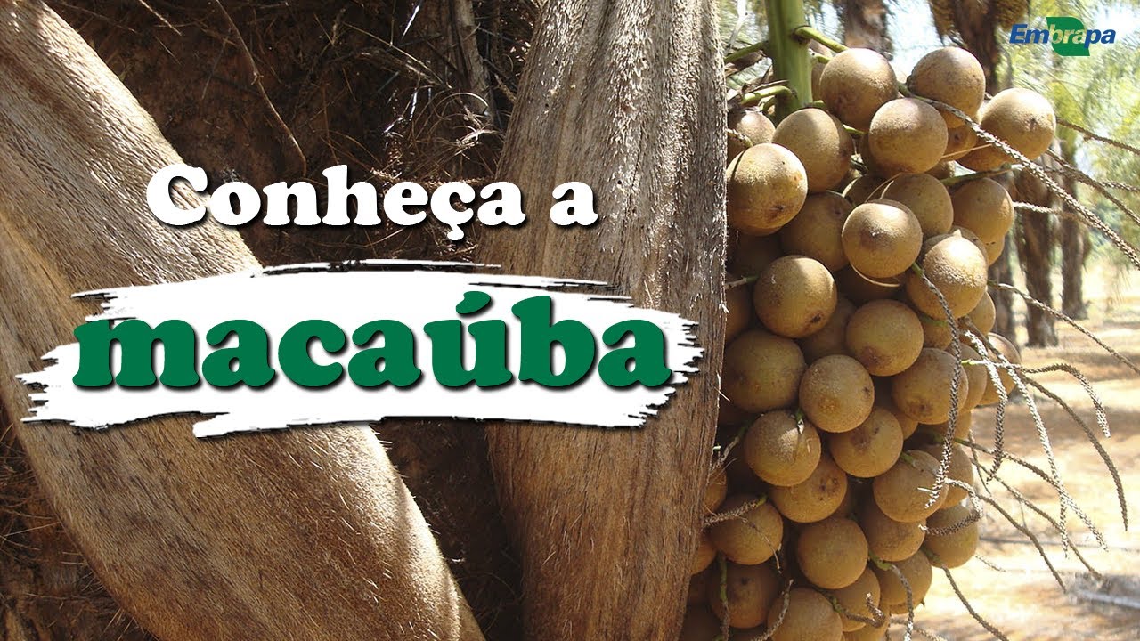 As peculiaridades da muda de macaúba