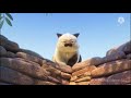 Machiavelli The Cat In Luca Edit