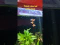 total internal reflection in a fish tank