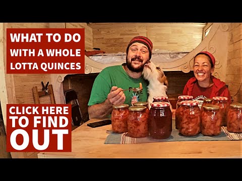 How we preserve Quinces! - Quinces poached in sugar syrup recipe