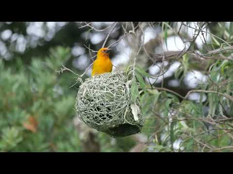 Pletiarka žltkastá (Ploceus capensis) — správanie, biotop a hlas