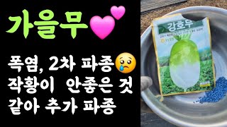 김장무 2차 파종???? 폭염에 1차 파종한 작황이 좋지 않을 것 같아 추가 파종???? 