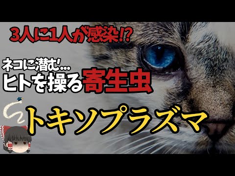トキソプラズマ・ゴンディについて詳しく解説