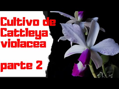 COMO CULTIVAR CATTLEYA VIOLACEA EM VASO
