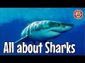 All About SHARKS For Children Animal Videos For Kids Educational And Fun Sharks