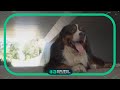If Your Dog Could Talk Here Is What They Would Tell You