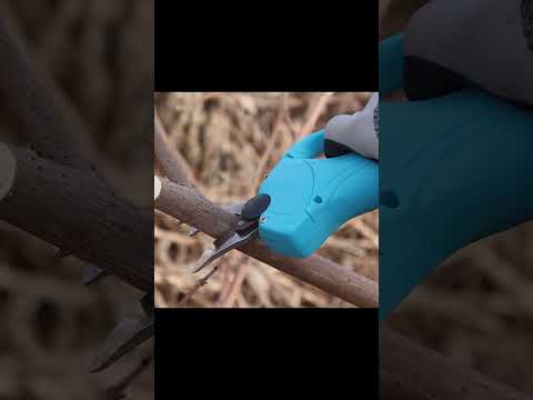 園芸 ディスタッフ果樹を剪定する