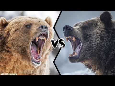 Polar Bear vs Grizzly Bear Fight – Who Is the REAL King of Land Predators?