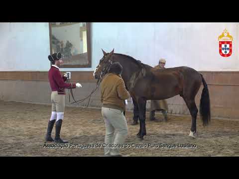 230128 12 Nicoral - Aprovação de Garanhões