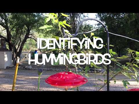 Identifying Hummingbirds 6 21 2017