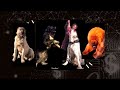 Strongest Most Powerful Dog Breeds