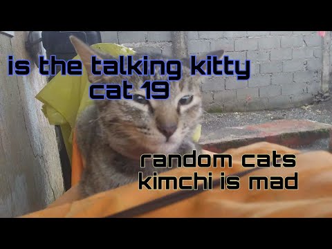 is the talking kitty cat 19 - random cats? kimchi its mad!