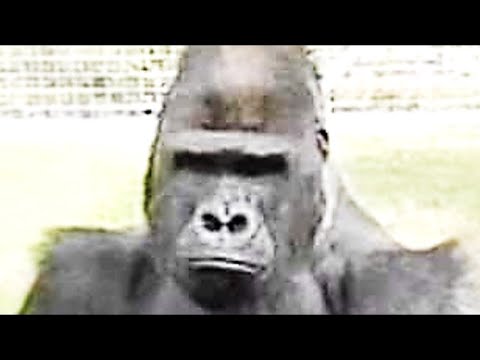 , title : 'Questo Gorilla Ha Imparato Il Linguaggio Dei Segni E Ha Rivelato Qualcosa Di Agghiacciante'