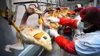 Amazing Goose Farming Technology Produces Meat and Foie Gras 🦢 - Foie Gras processing in Factory