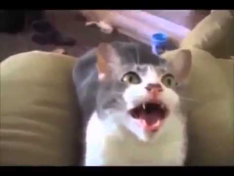 Talking Kitty Cat 19 Sylvester Goes To Jail funny cats compilation 2014 [FUNNY FUNNIEST FA