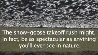 Snow Geese in Skagit County Video