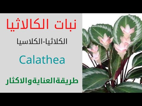 , title : 'نبات الكلاثيا/كلاسيا/Calathea/طريقة العناية والاكثار'
