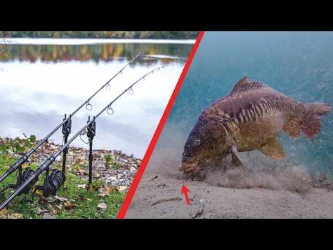Karpfenangeln im Herbst 🍁 So bekommst du mehr Bisse!