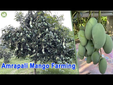 Amrapali mango