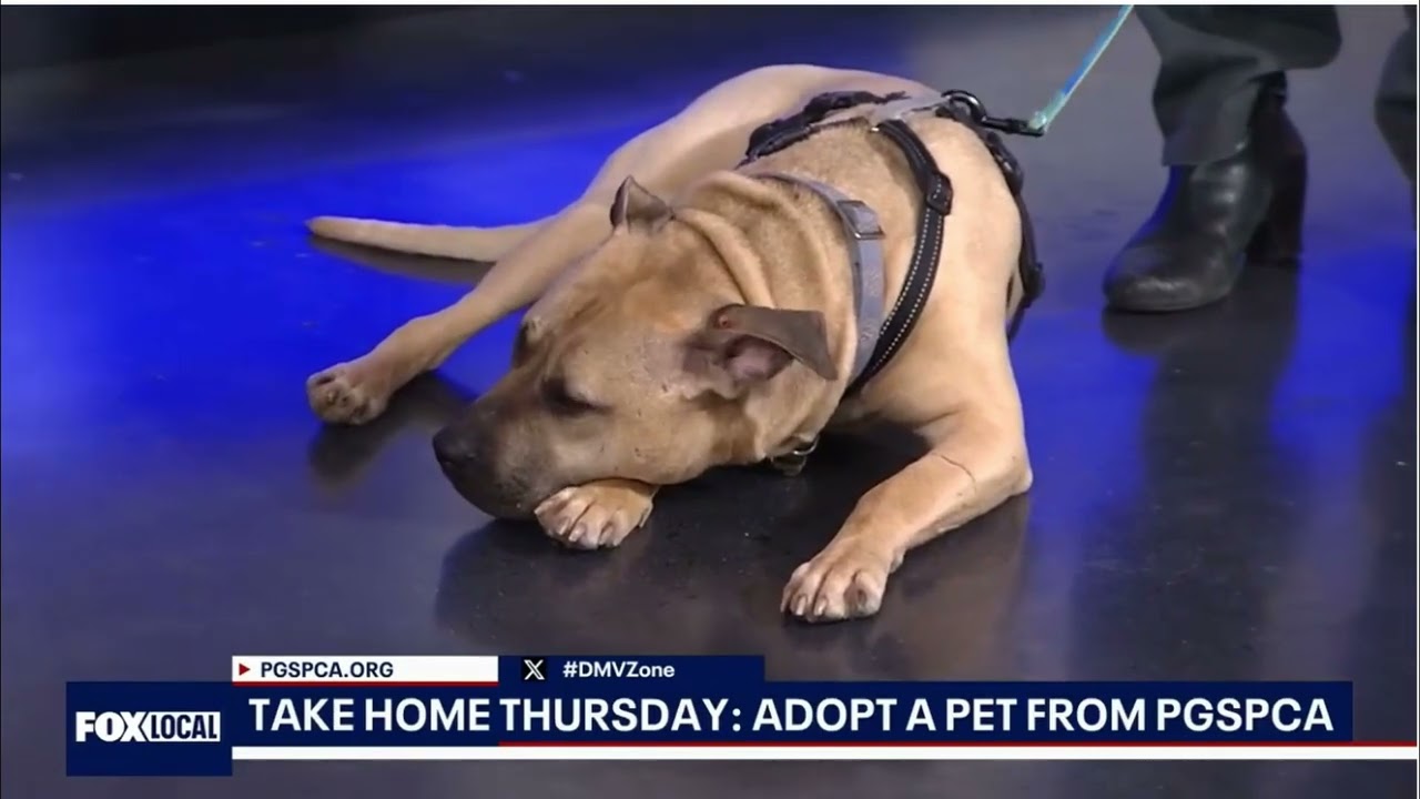 Enlarge Chester, a ADOPTABLE mixed breed in Bowie, MD video 6/6