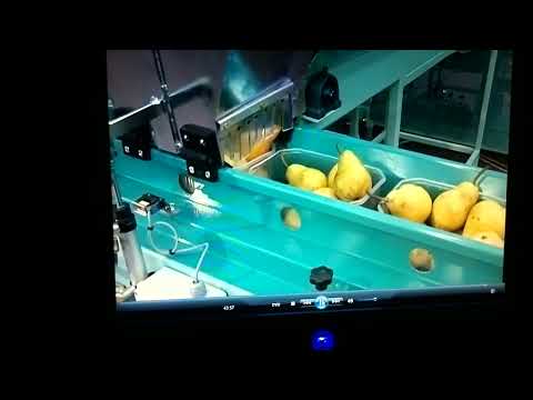 Conditionnement pesage ensachage  fruits dans les barquettes Pro 04MI