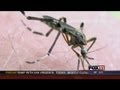 GDW5 giant mosquito