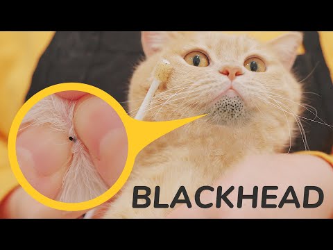 Cat's Blackheads Removal Satisfying - Dr. Pimple Popper - Cat Feline Acne