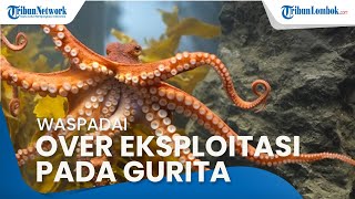 Pemerintah Diminta Membuat Langkah Preventif terhadap Potensi Over Eksploitasi Gurita