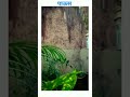 Man Udhan Varyache Song Best WhatsApp Status For Nature