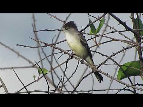 A LINDISSIMA TIJERILA (Xenopsaris albinucha)