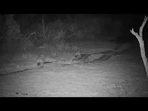 Djuma: Hyenas - 20:17 - 10/01/21
