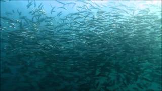 Count Basie - Bubbles