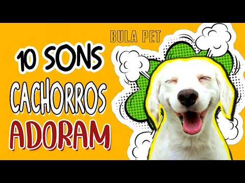 10 SONS QUE OS CACHORROS ADORAM 1 #pets #brazilian #animals #dog