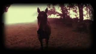 Sparklehorse – Morning Hollow