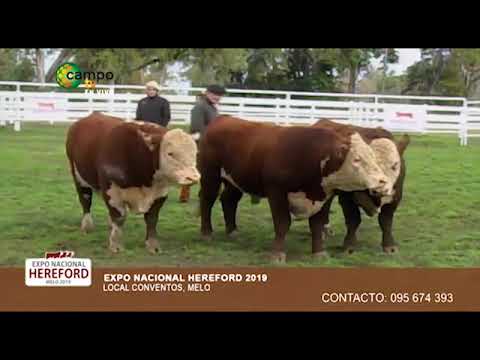 Nacional Hereford 2019