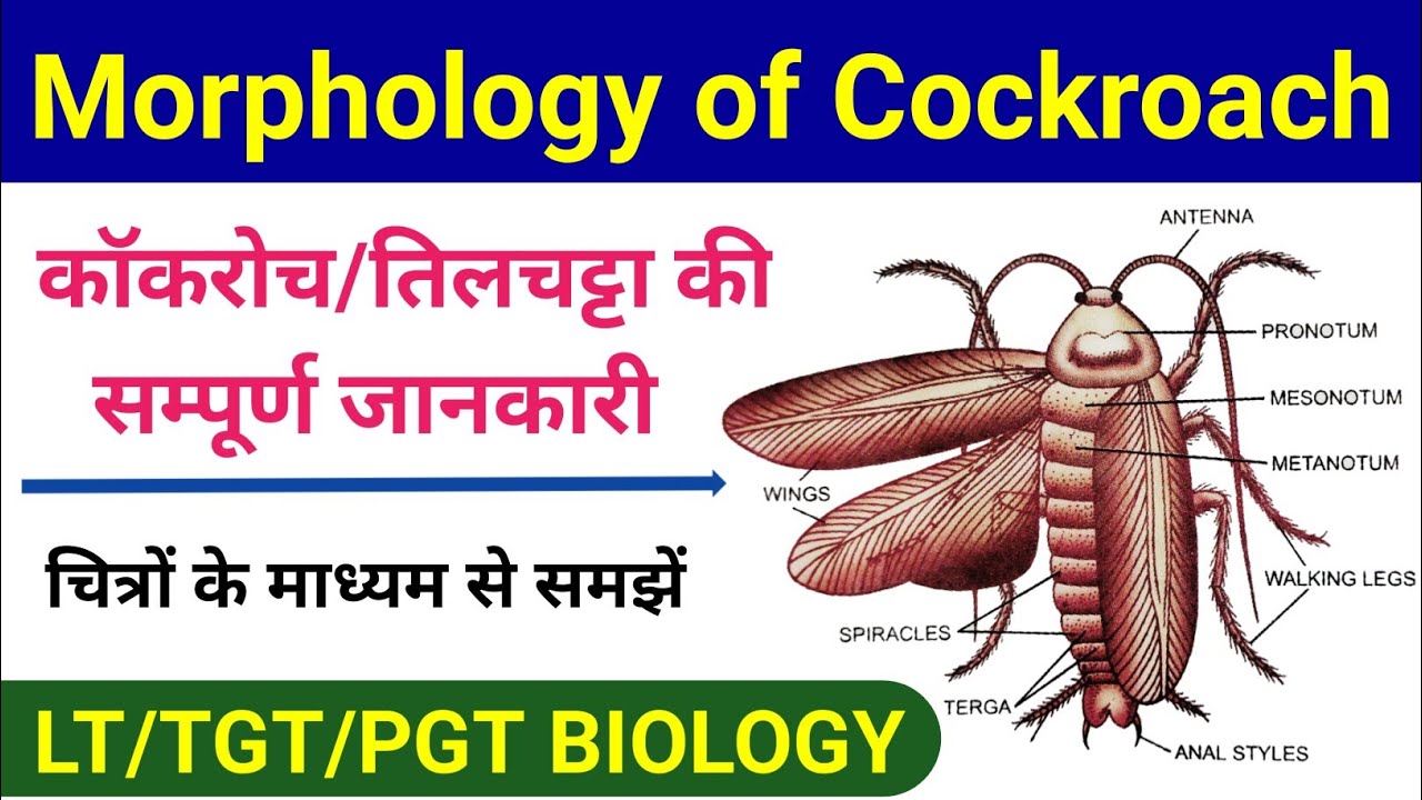 morphology of cockroach in hindi | internal and external structure of cockroach | lt, tgt biology