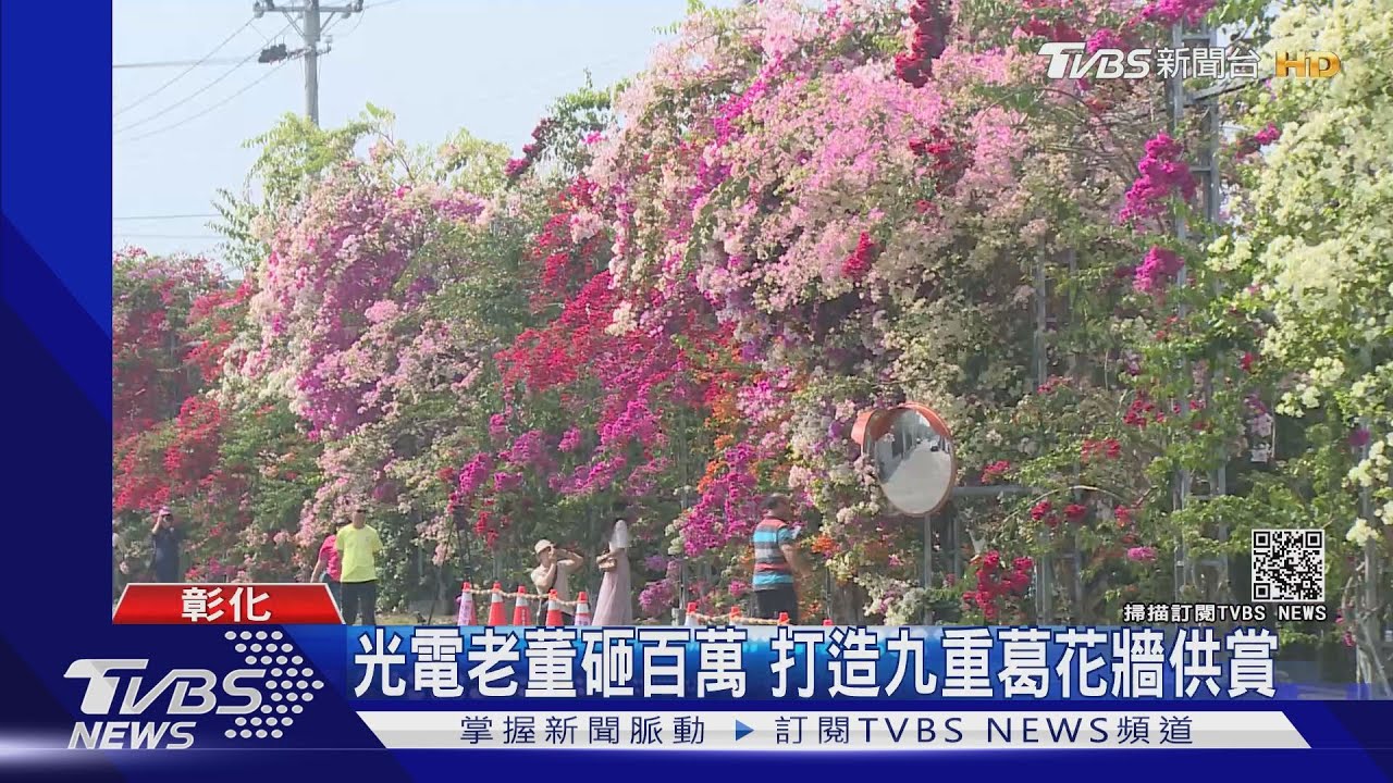 光電老董砸百萬　打造九重葛花牆供賞