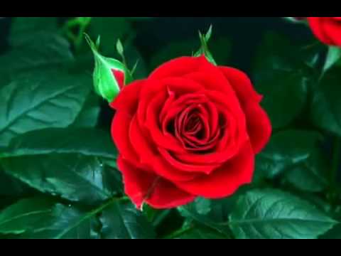 Aljoundy roses-you tube - ❤♫❤ Subhan allah  ❤♫❤
